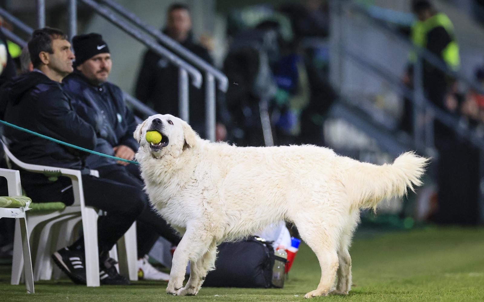 PaksiFC GyoriETO FIZZ LIGA 24